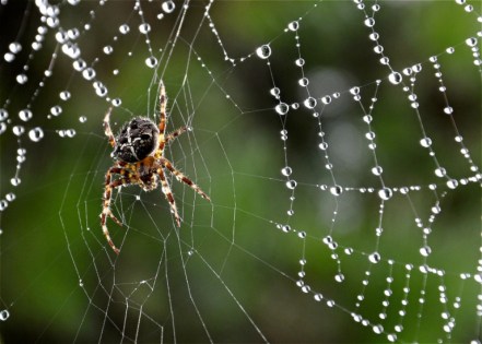 ragno-ragnatela