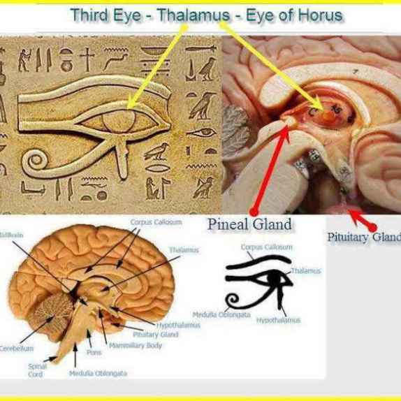 1605765_Ancient-Egypt-and-the-Pineal-Gland_thumb_big