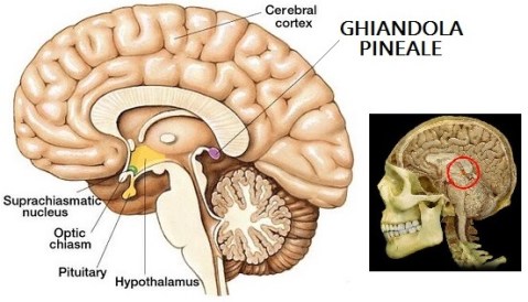 ghiandola-pineale