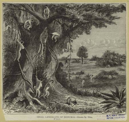 landscape-of-lemurs