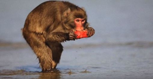macaca con patata