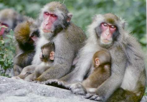 macaca