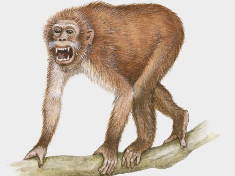 propliopithecus
